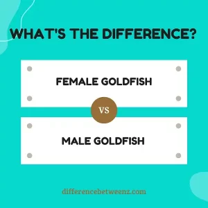 Difference between Female and Male Goldfish