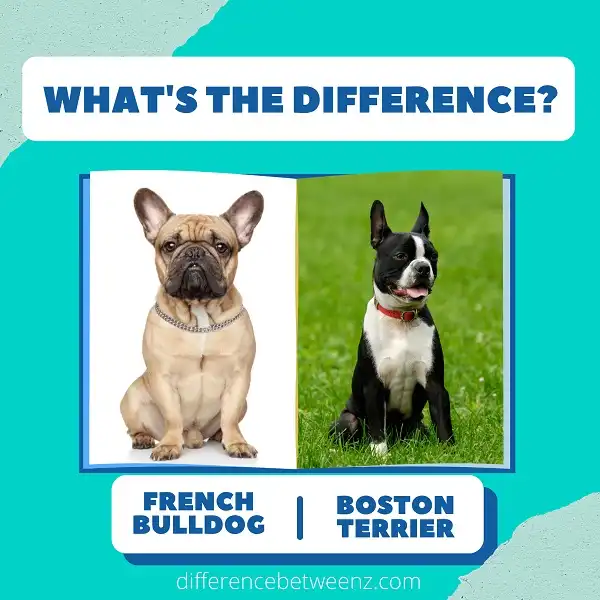 Difference between French Bulldog and Boston Terrier