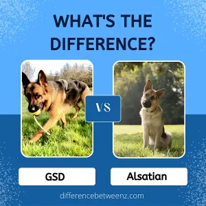 Difference between GSD and Alsatian
