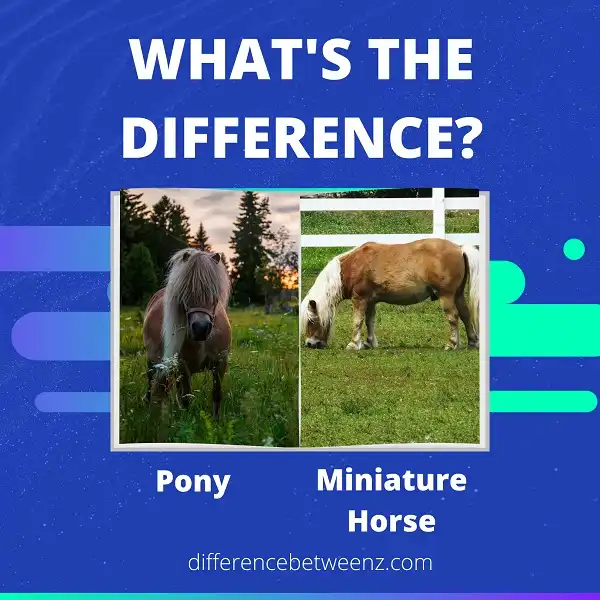 Difference Between Pony And Miniature Horse - Difference Betweenz