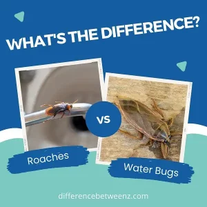 Difference between Roaches and Water Bugs