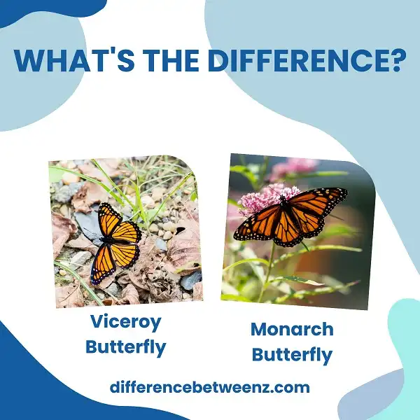 Difference between Viceroy and Monarch Butterfly
