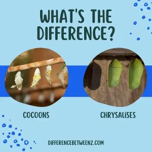 Differences between Cocoons and Chrysalises