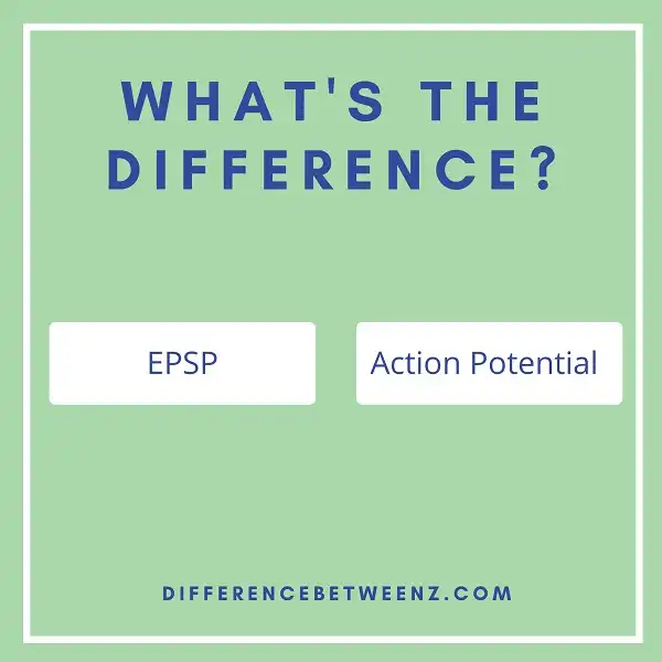 Differences between EPSP and Action Potential