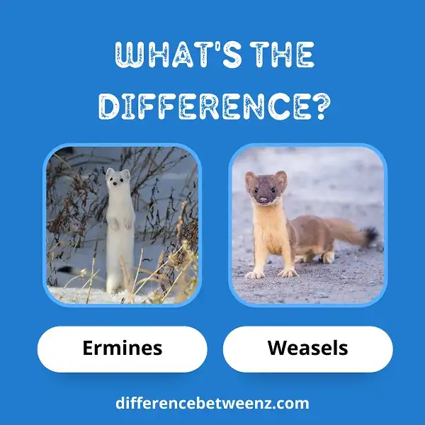 Differences between Ermines and Weasels