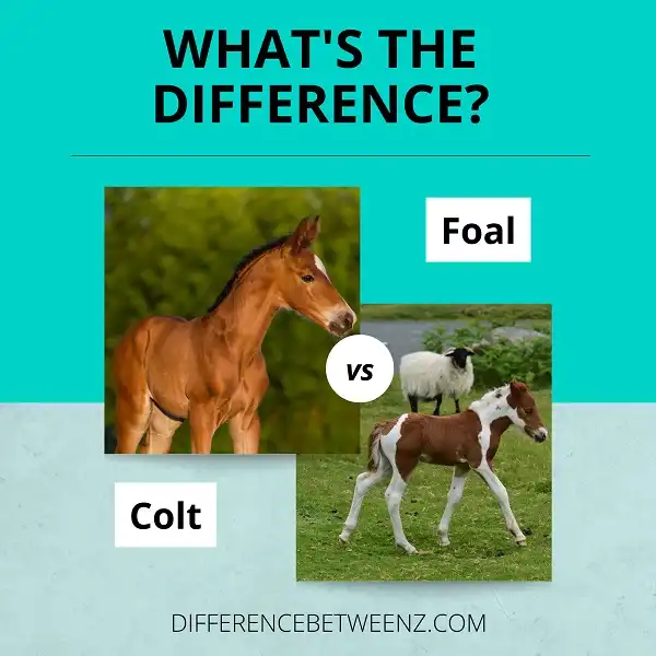 Differences between Foal and Colt - Difference Betweenz