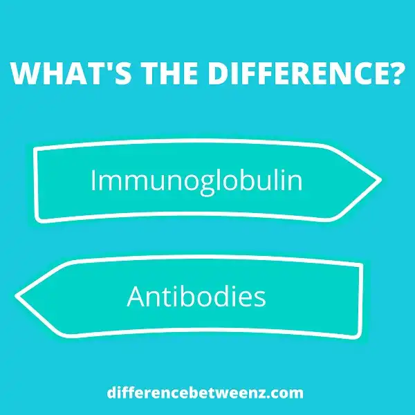 Differences between Immunoglobulin and Antibodies