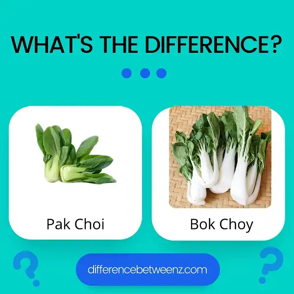 differences-between-pak-choi-and-bok-choy-difference-betweenz