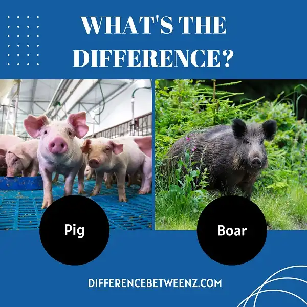 Differences between Pig and Boar