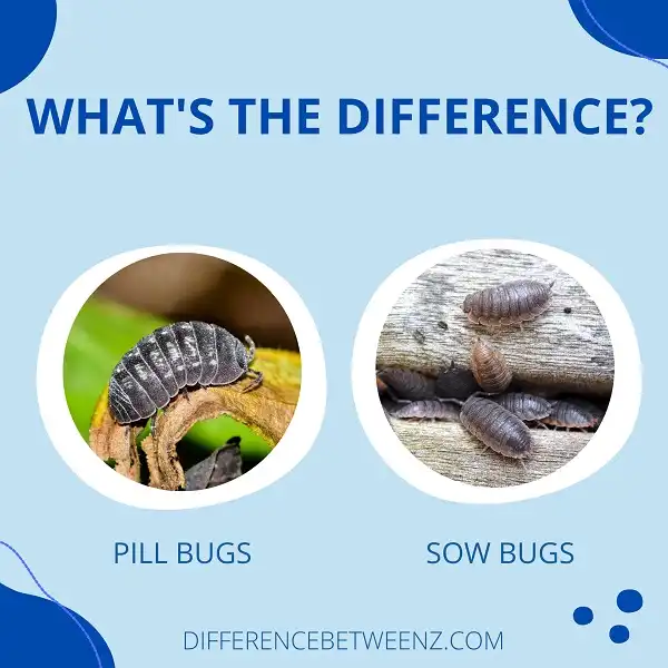 Differences between Pill Bugs and Sow Bugs