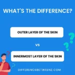 Differences between The Outer Layer and The Innermost Layer Of The Skin