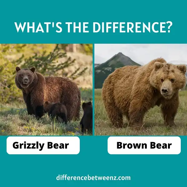 Differences between a Grizzly Bear and a Brown Bear