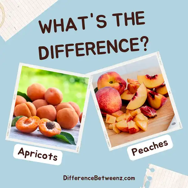 Difference between Apricots and Peaches