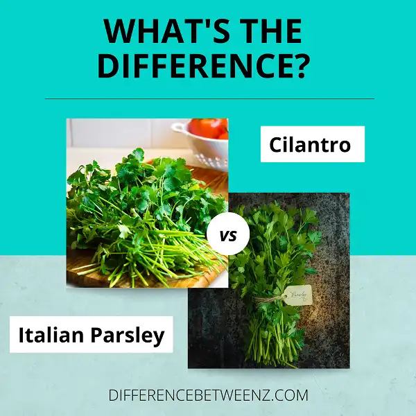 Difference between Cilantro and Italian Parsley