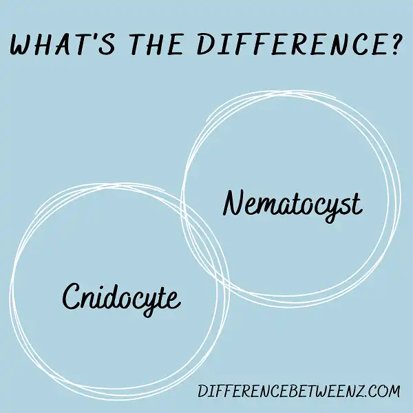 Difference between Cnidocyte and Nematocyst