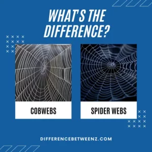 Difference between Cobwebs and Spider Webs