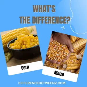 Difference between Corn and Maize