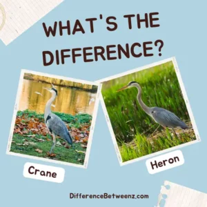 Difference between Crane and Heron