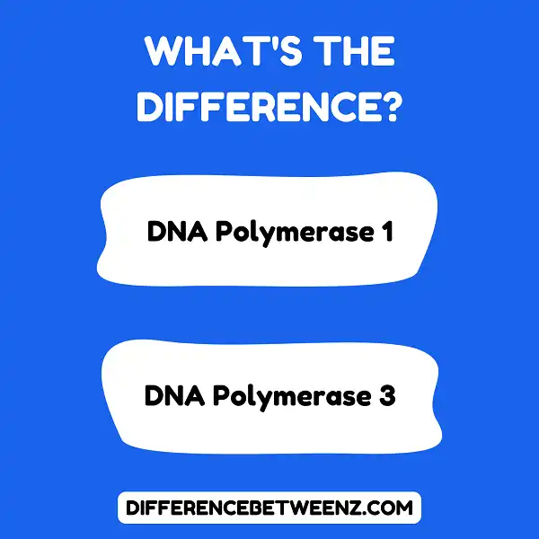 Difference between DNA Polymerase 1 and 3