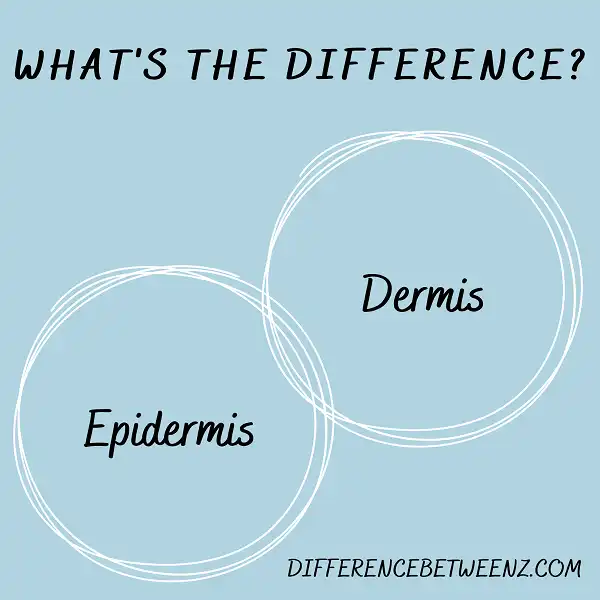 Difference between Epidermis and Dermis