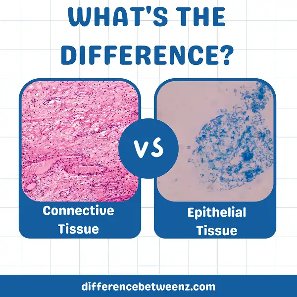 Difference between Epithelial and Connective Tissue