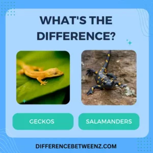 Difference between Geckos and Salamanders