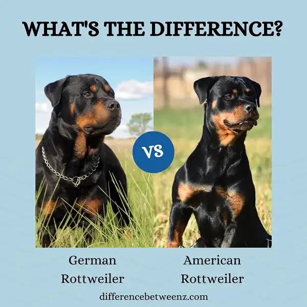 Difference between German and American Rottweilers