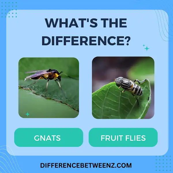 Difference between Gnats and Fruit Flies