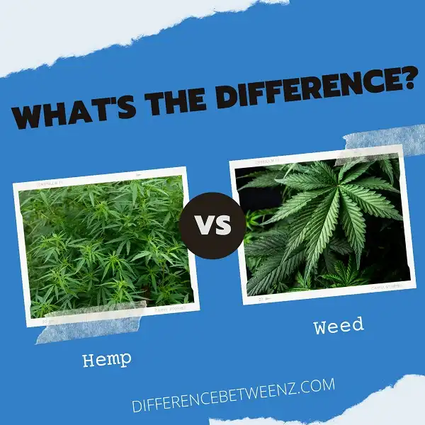 Difference between Hemp and Weed