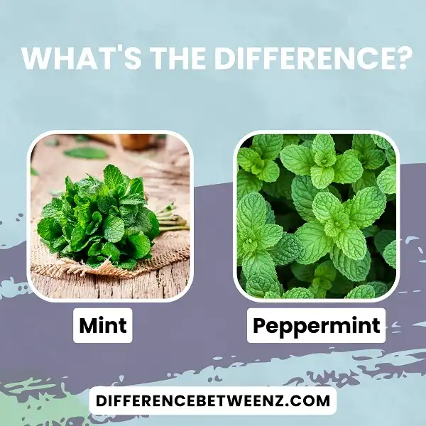 Difference between Mint and Peppermint