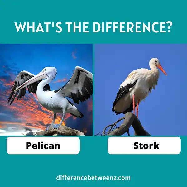 Difference between Pelican and Stork