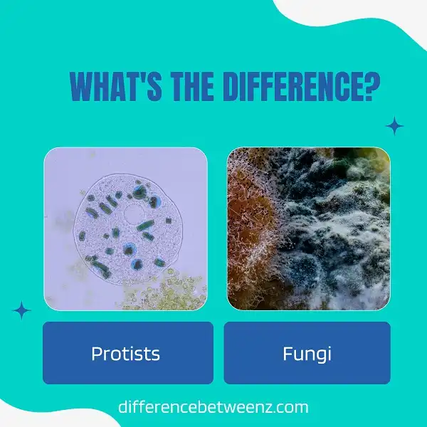 Difference between Protists and Fungi