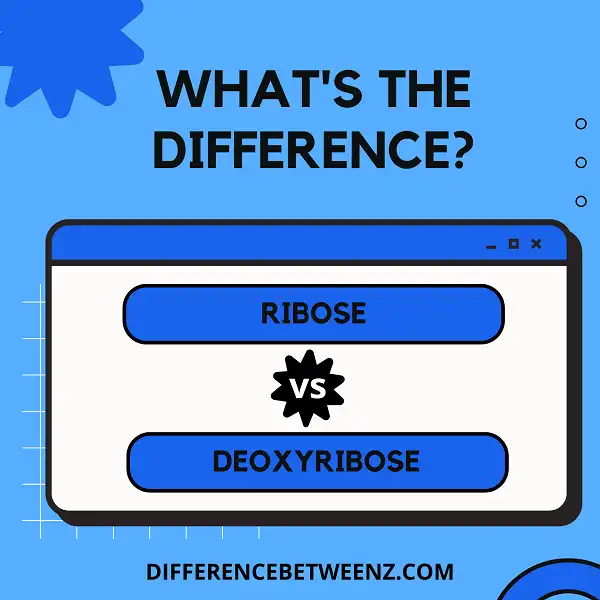 Difference between Ribose and Deoxyribose