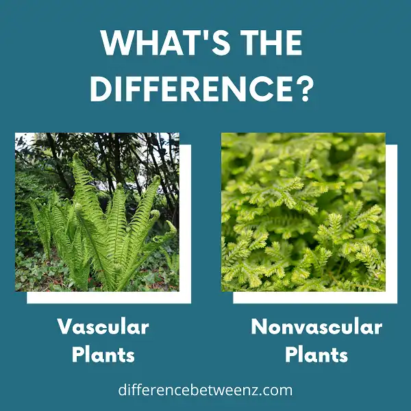 Difference between Vascular and Nonvascular Plants
