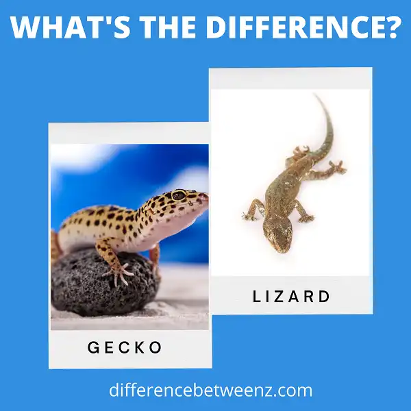 Difference between a Gecko and a Lizard