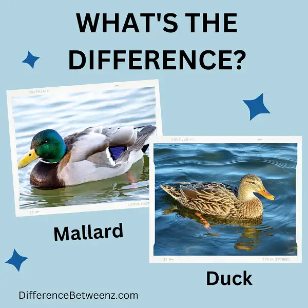 Difference between a Mallard and a Duck