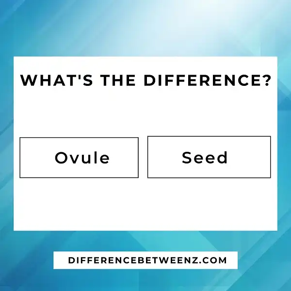 Differences between An Ovule and a Seed