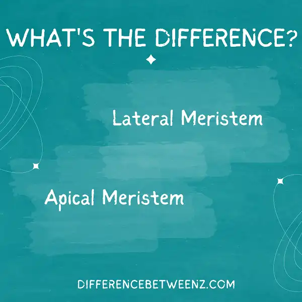 Differences between Apical Meristem and Lateral Meristem