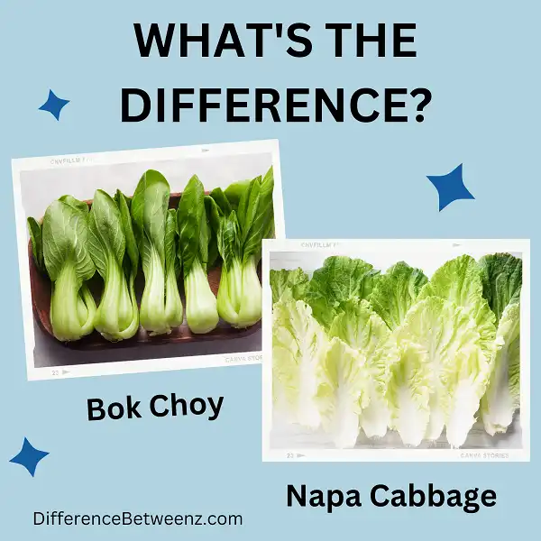 Differences between Bok Choy and Napa Cabbage