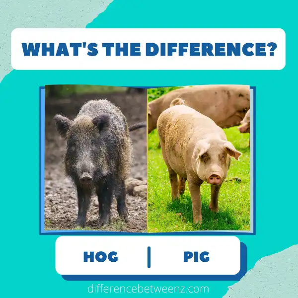 Differences between a Hog and a Pig