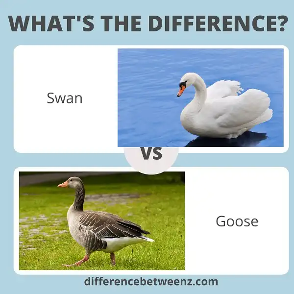 Differences between a Swan and a Goose