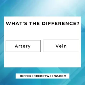 Difference between Artery and Vein
