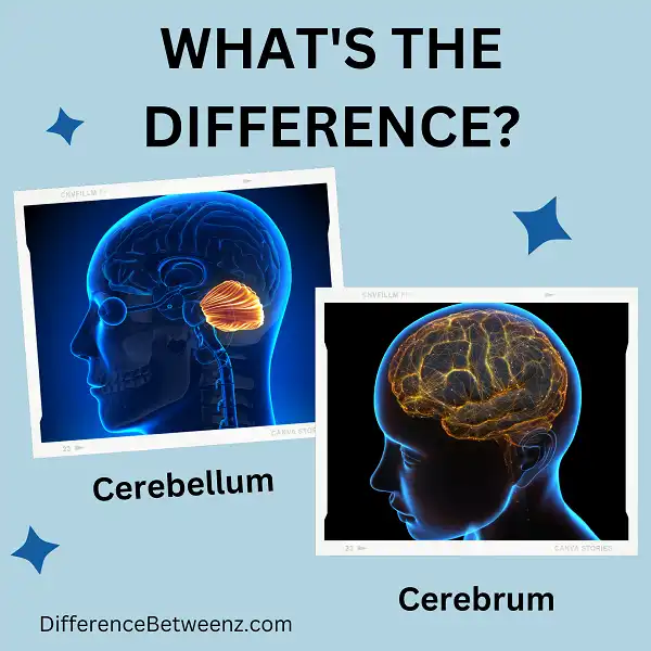 Difference between Cerebellum and Cerebrum