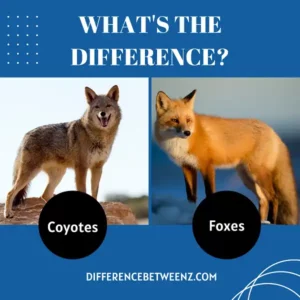 Difference between Coyotes and Foxes