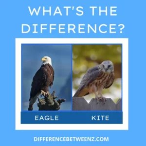 Difference between Eagle and Kite