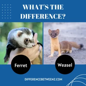 Difference between Ferret and Weasel