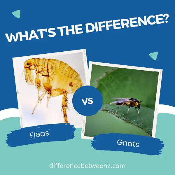 Difference between Fleas and Gnats