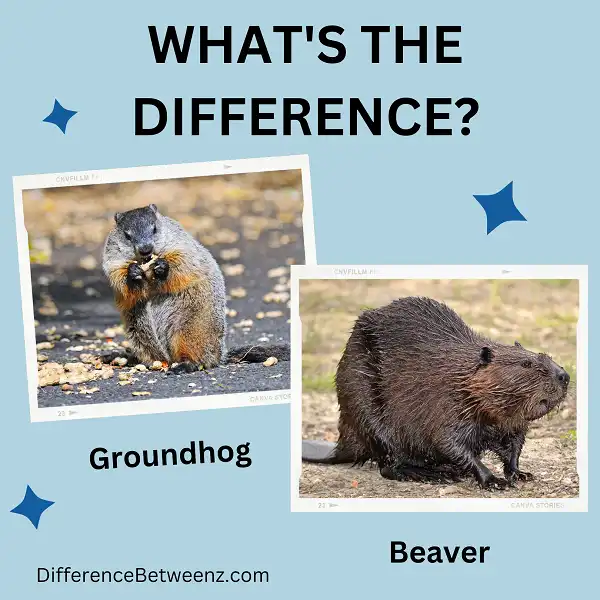 Difference between Groundhog and Beaver