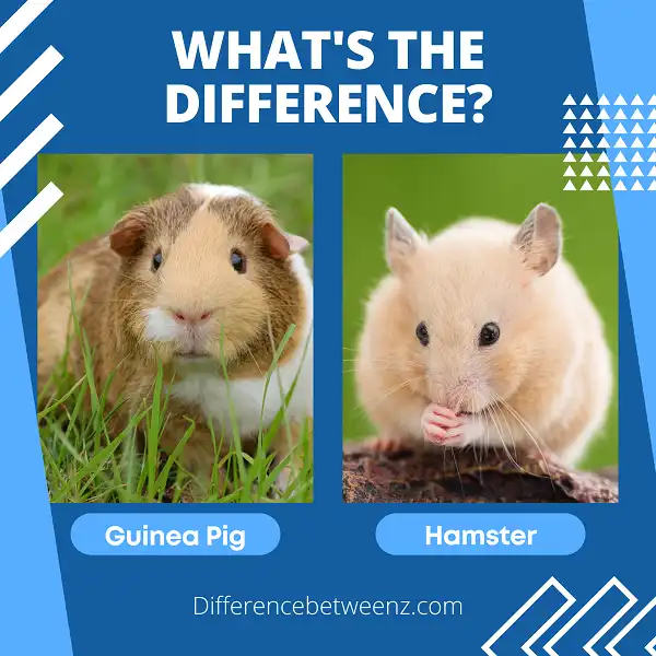 Difference between Guinea Pig and Hamster