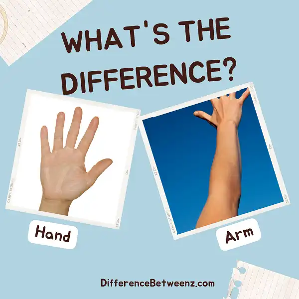 Difference between Hand and Arm